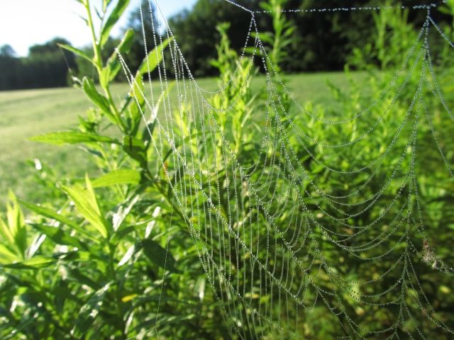 spider webs, morning dew
