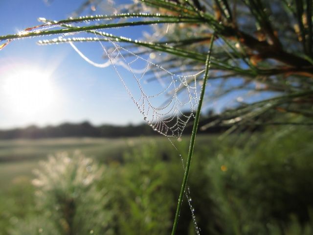 spider webs with morning dew