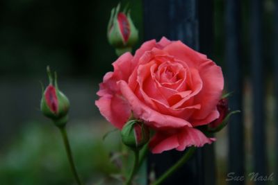 b2ap3_thumbnail_one-rose-bloom.jpg