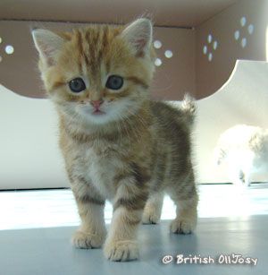 b2ap3_thumbnail_18258891chaton-jpg.jpg